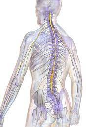 Spinal cord injuries