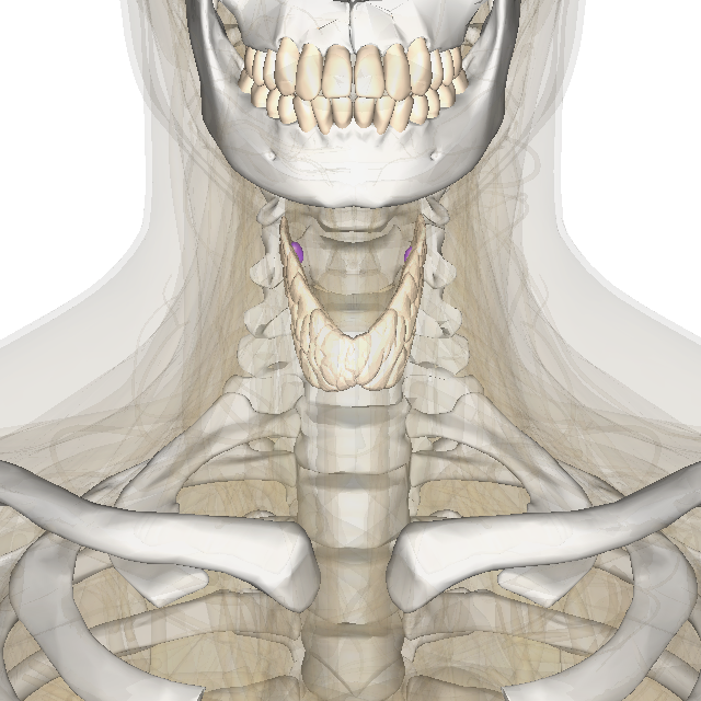 thyroid