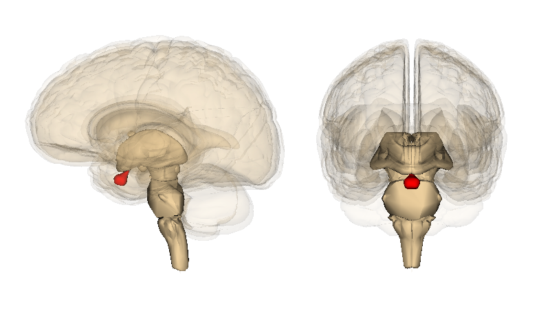 pituitary